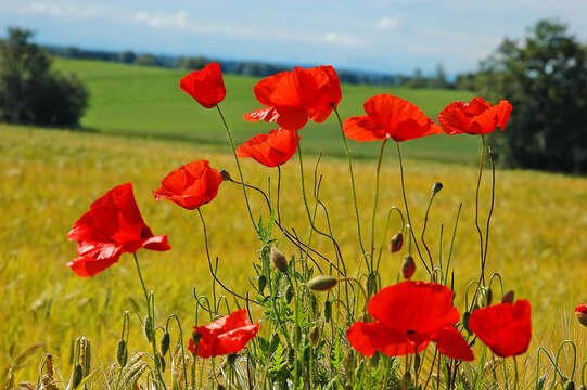 Image of corn poppy