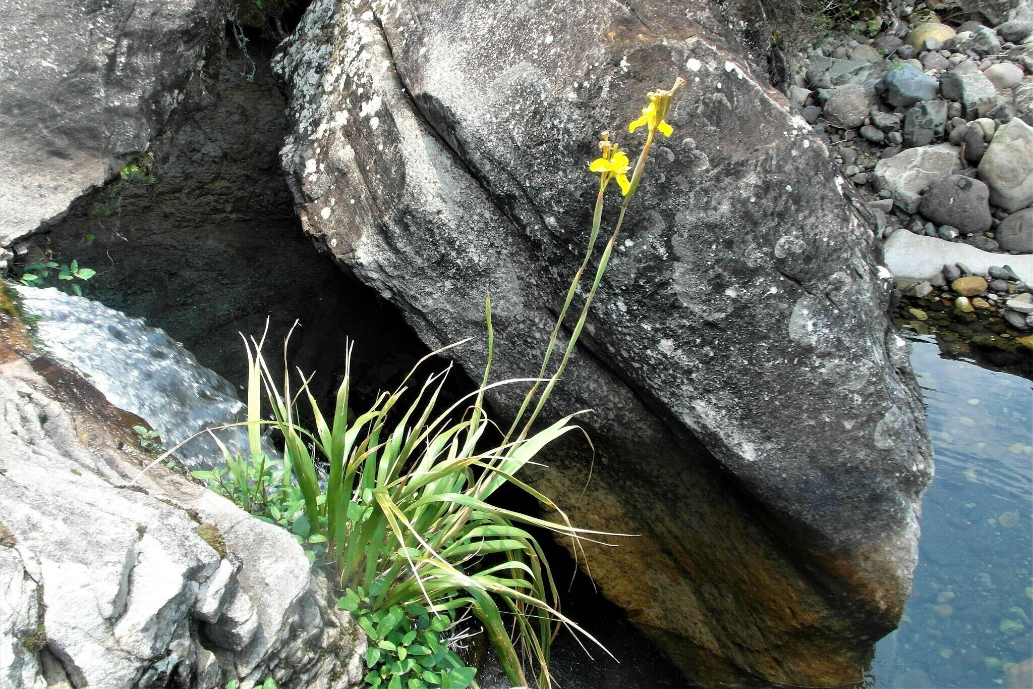 Moraea huttonii (Baker) Oberm. resmi