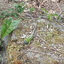 Image of Iberian Emerald Lizard