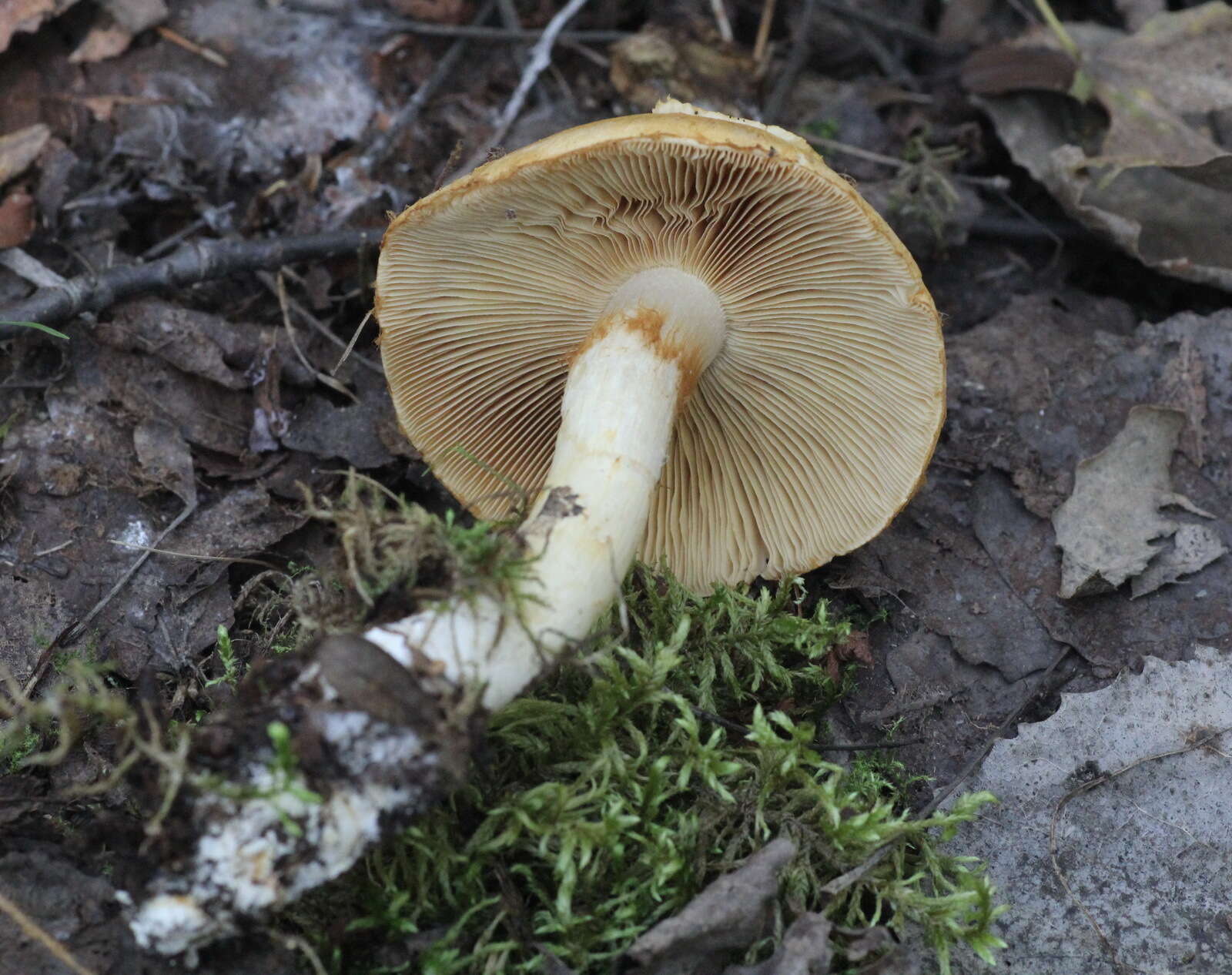 Image of Cortinarius talus Fr. 1838