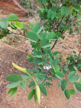 Image of Kalahari bauhinia