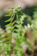 Plancia ëd Polystichum acrostichoides (Michx.) Schott