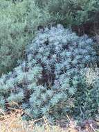 Echium acanthocarpum Svent. resmi