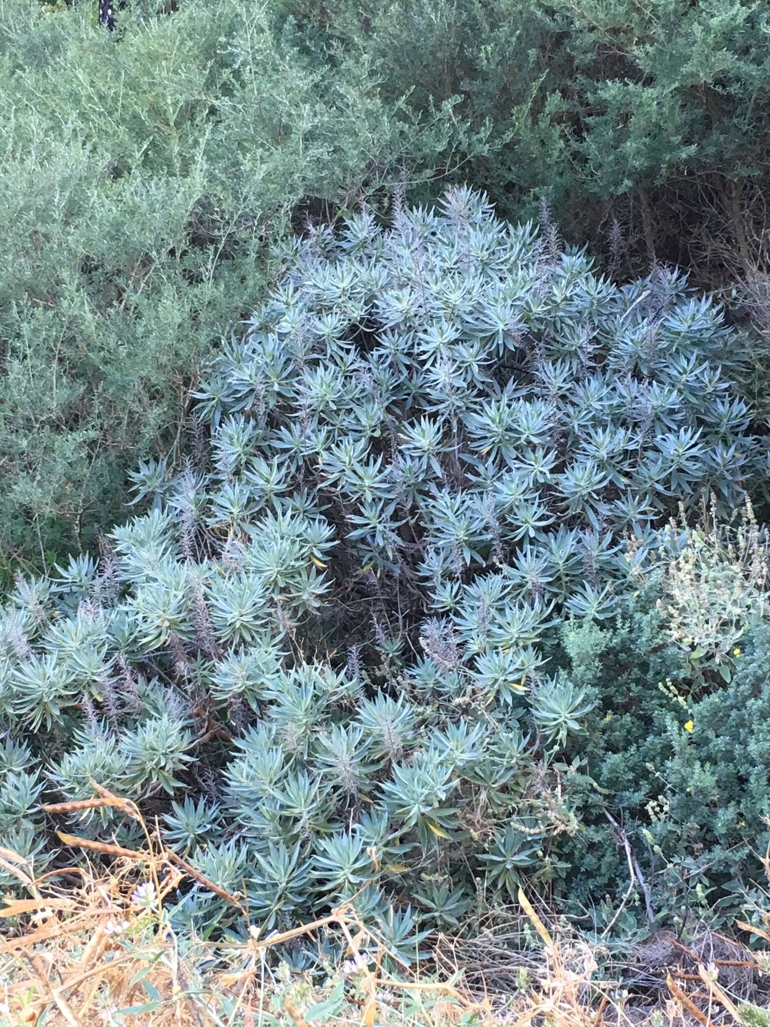 Imagem de Echium acanthocarpum Svent.