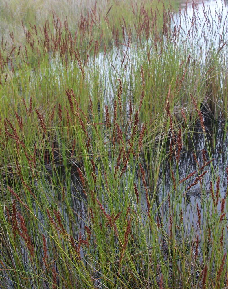 Imagem de Machaerina teretifolia (R. Br.) T. Koyama