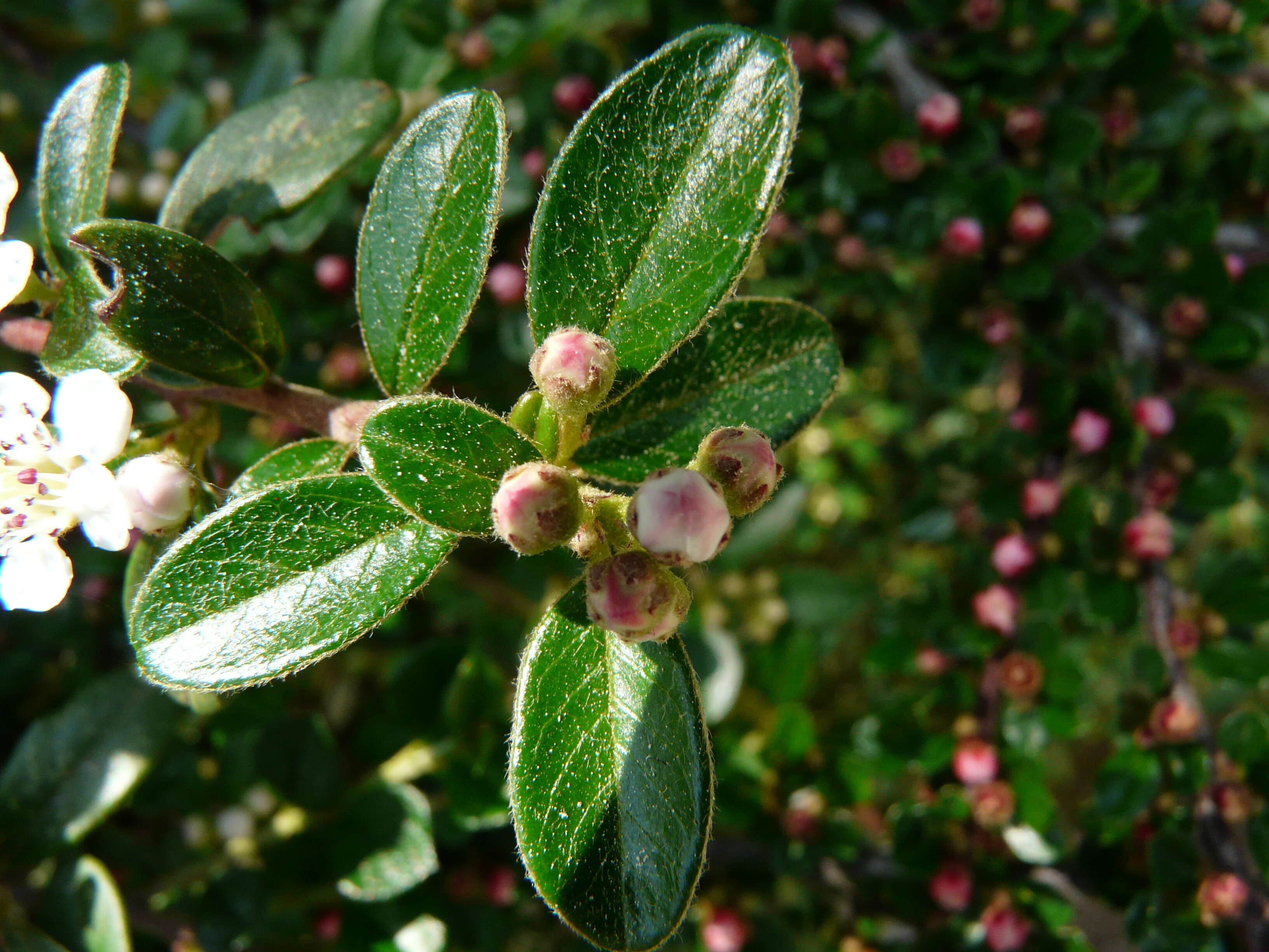 Image of bearberry cotoneaster