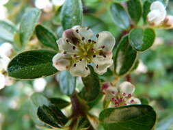 Image of coral beauty cotoneaster