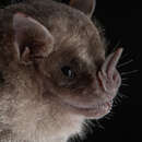 Image of Fraternal Fruit-eating Bat