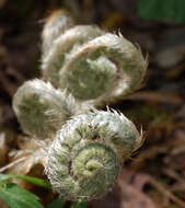 Image of Christmas fern