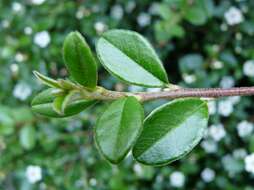 Image of bearberry cotoneaster