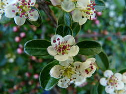 Image of bearberry cotoneaster