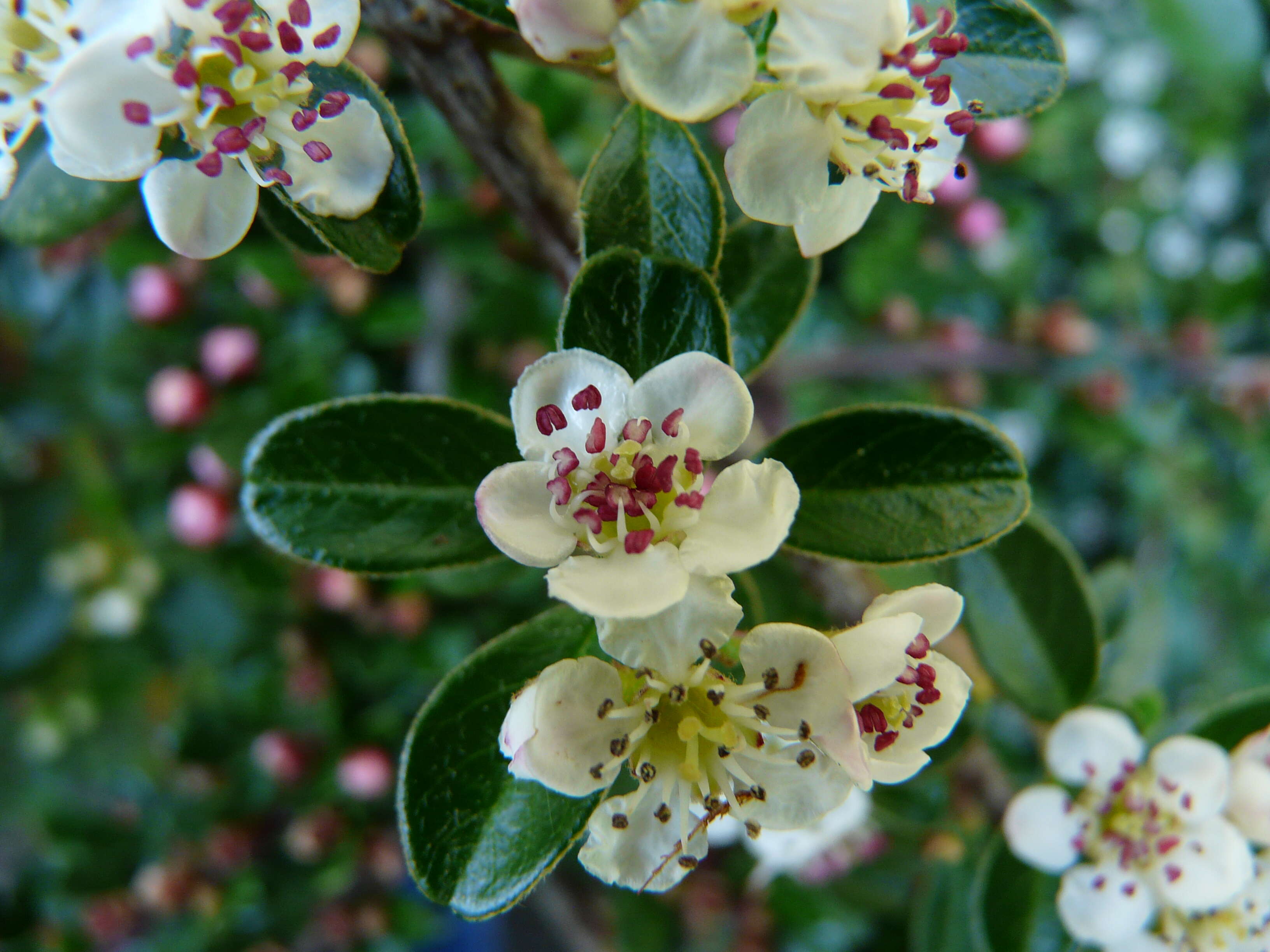 Image of coral beauty cotoneaster