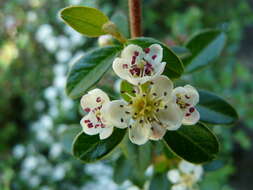 Image of coral beauty cotoneaster