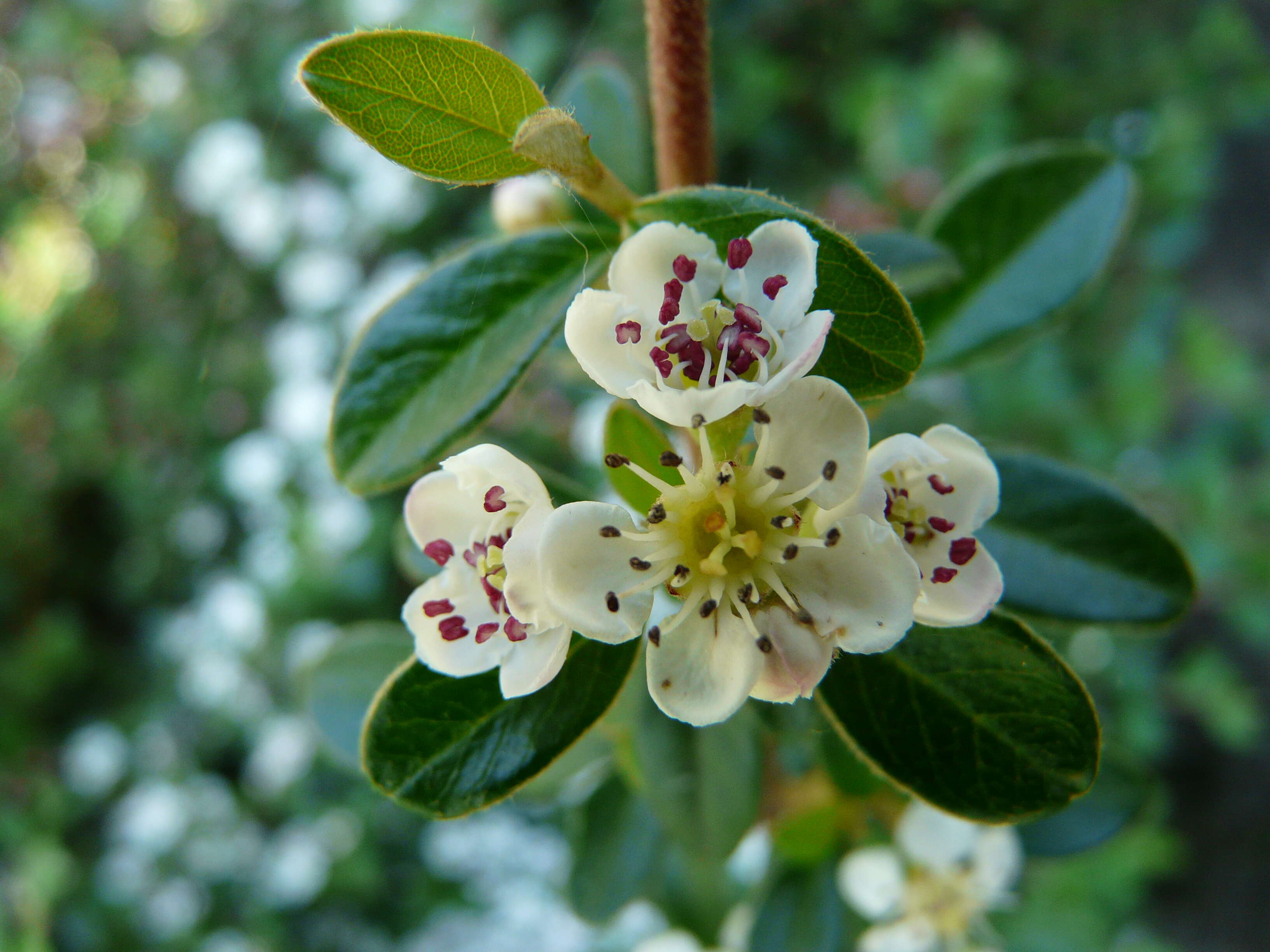 Image of bearberry cotoneaster