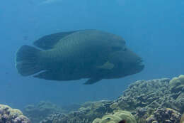 Image of Giant Wrasse