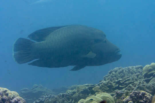 Image of Giant Wrasse