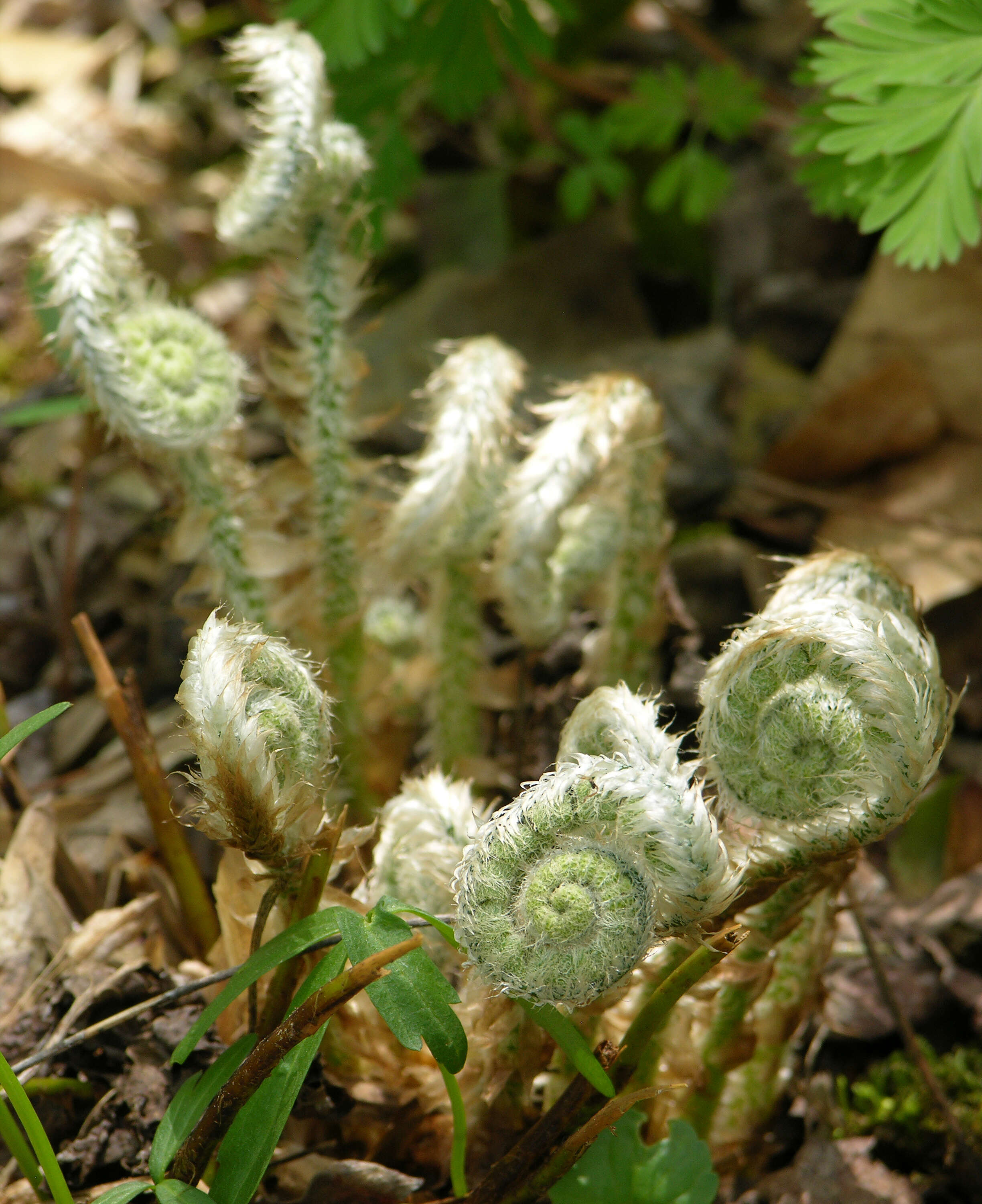 Image of Christmas fern