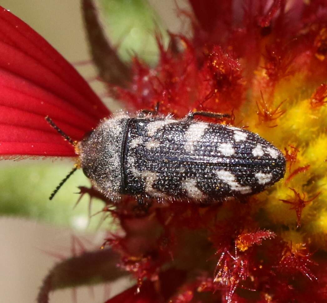 Imagem de Acmaeodera obtusa Horn 1878