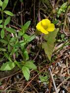 Image of Golden Hedge-Hyssop