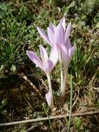 Image of Autumn crocus