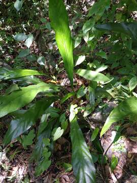 Imagem de Anthurium crenatum (L.) Kunth