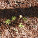 Image of Pippenalia delphinifolia (Rydb.) Mc Vaugh