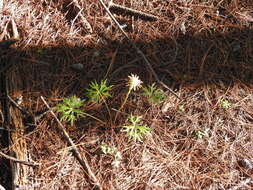 Pippenalia delphinifolia (Rydb.) Mc Vaugh resmi