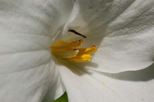 Image of White trillium