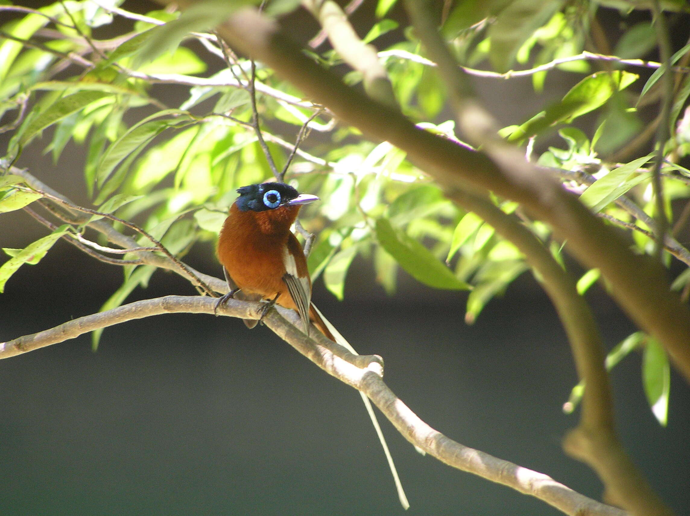 Image de Gobemouche paradis malgache