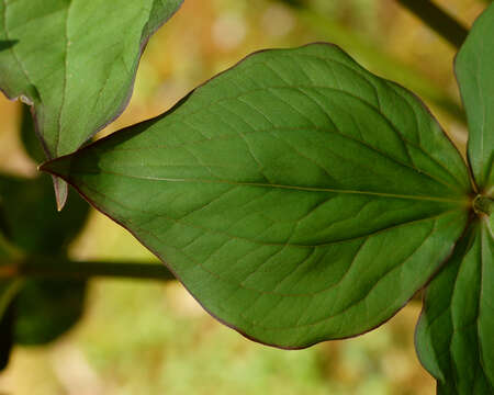 Image of White trillium