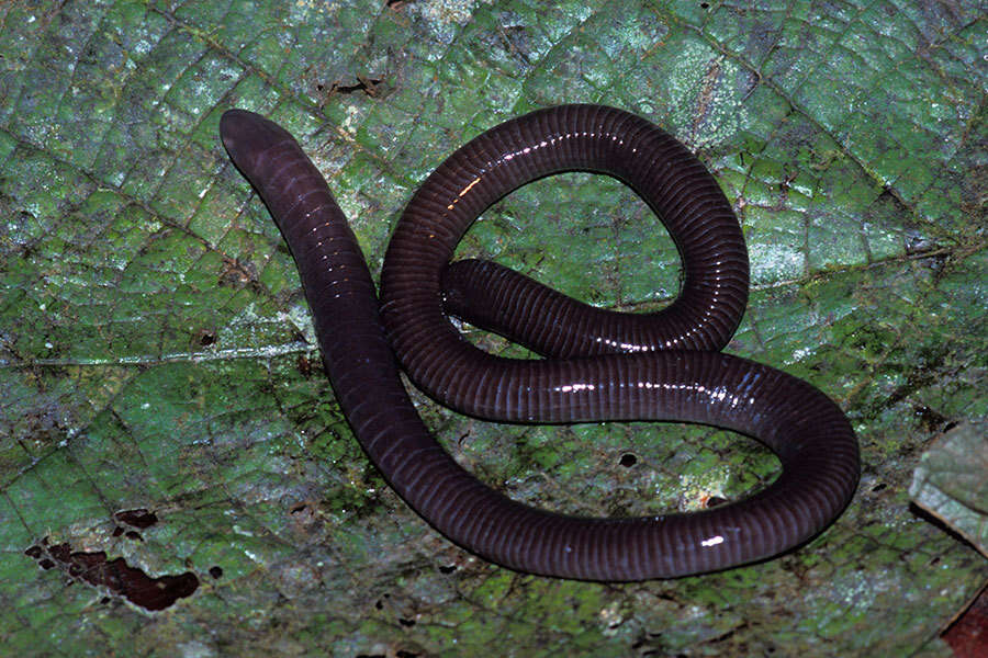 Image of Gymnopis Peters 1874