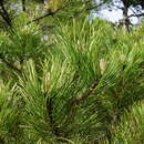 Слика од Pinus nigra subsp. nigra