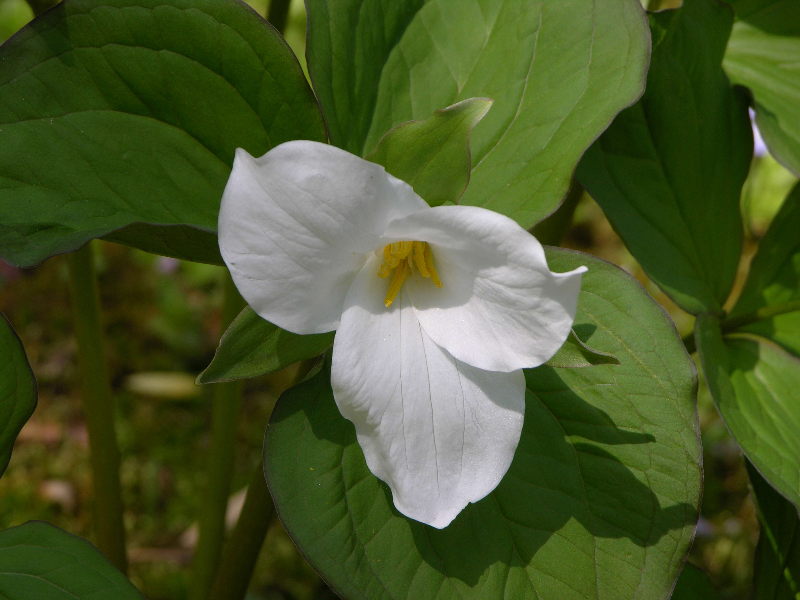 Image of White trillium