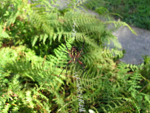 Image of Black-and-Yellow Argiope