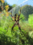 Imagem de Argiope aurantia Lucas 1833