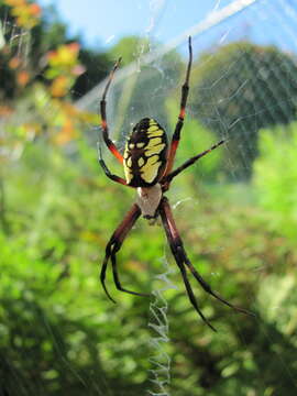 Image of Black-and-Yellow Argiope