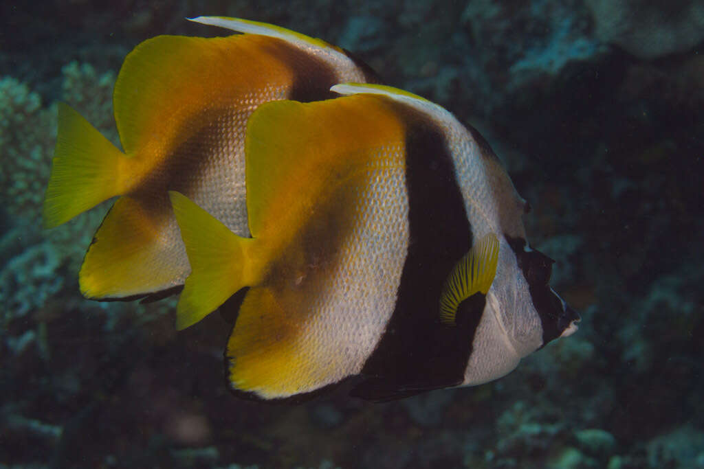 Image of Bannerfish