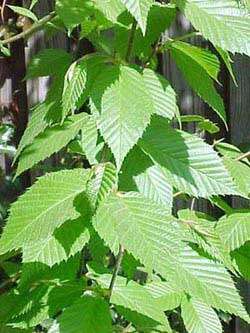 Image of Gray birch