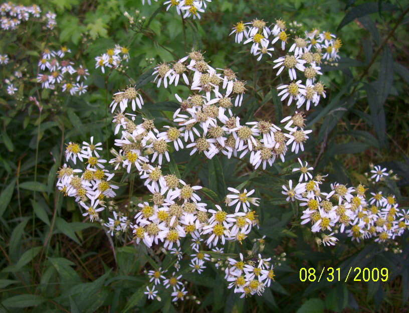 Image of <i>Doellingeria <i>umbellata</i></i> var. umbellata