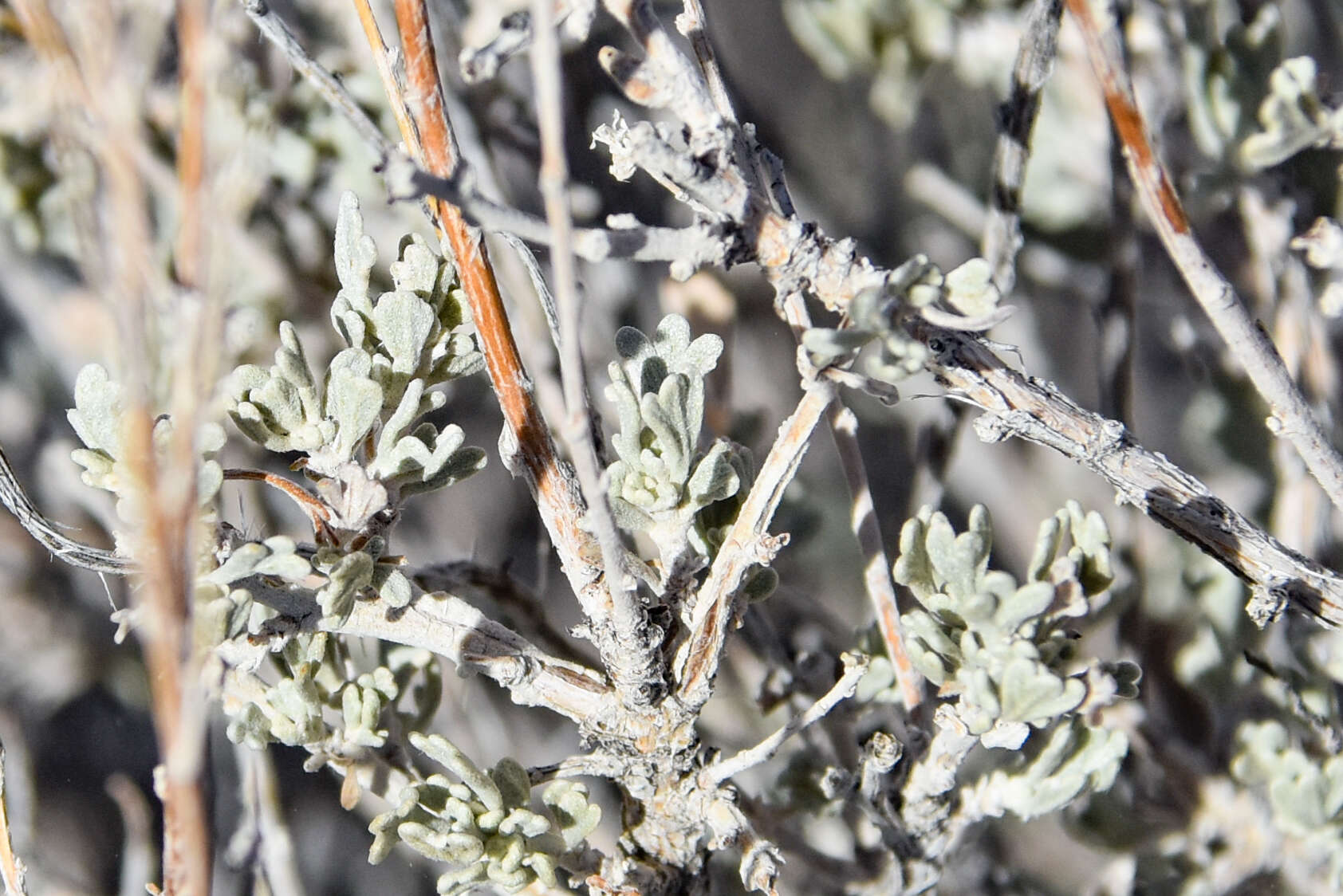 Image of low sagebrush