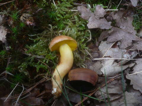 Image of Aureoboletus gentilis (Quél.) Pouzar 1957