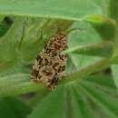 Image of Labyrinth Moth