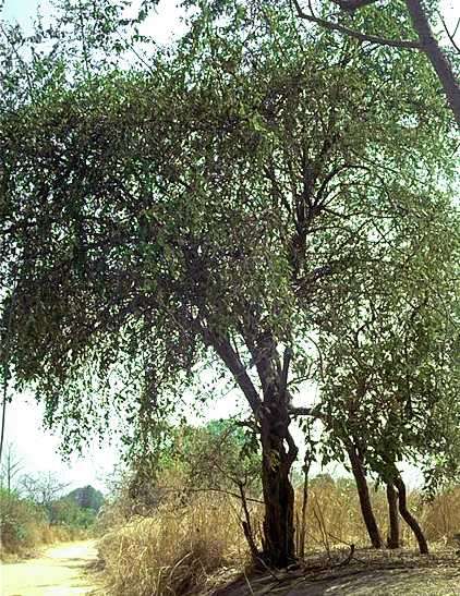 Image of Indian Jujube