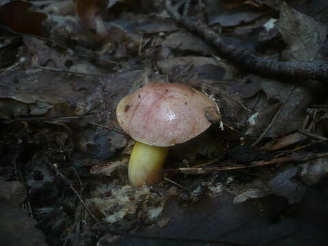 Image of Aureoboletus gentilis (Quél.) Pouzar 1957