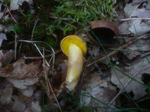 Image of Aureoboletus gentilis (Quél.) Pouzar 1957