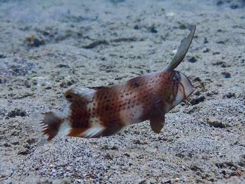 Image of Black-barred razorfish