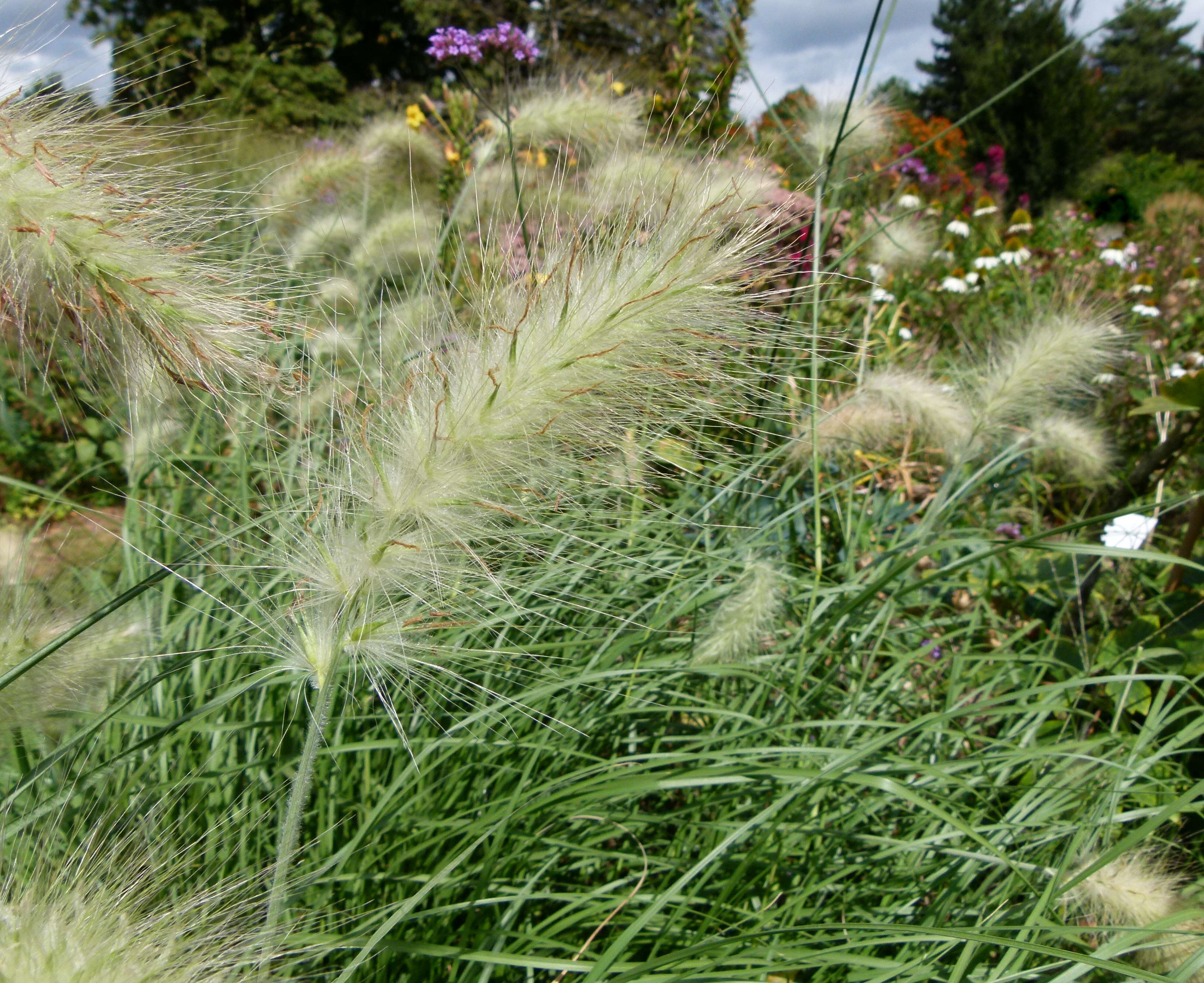 Imagem de Pennisetum alopecuroides