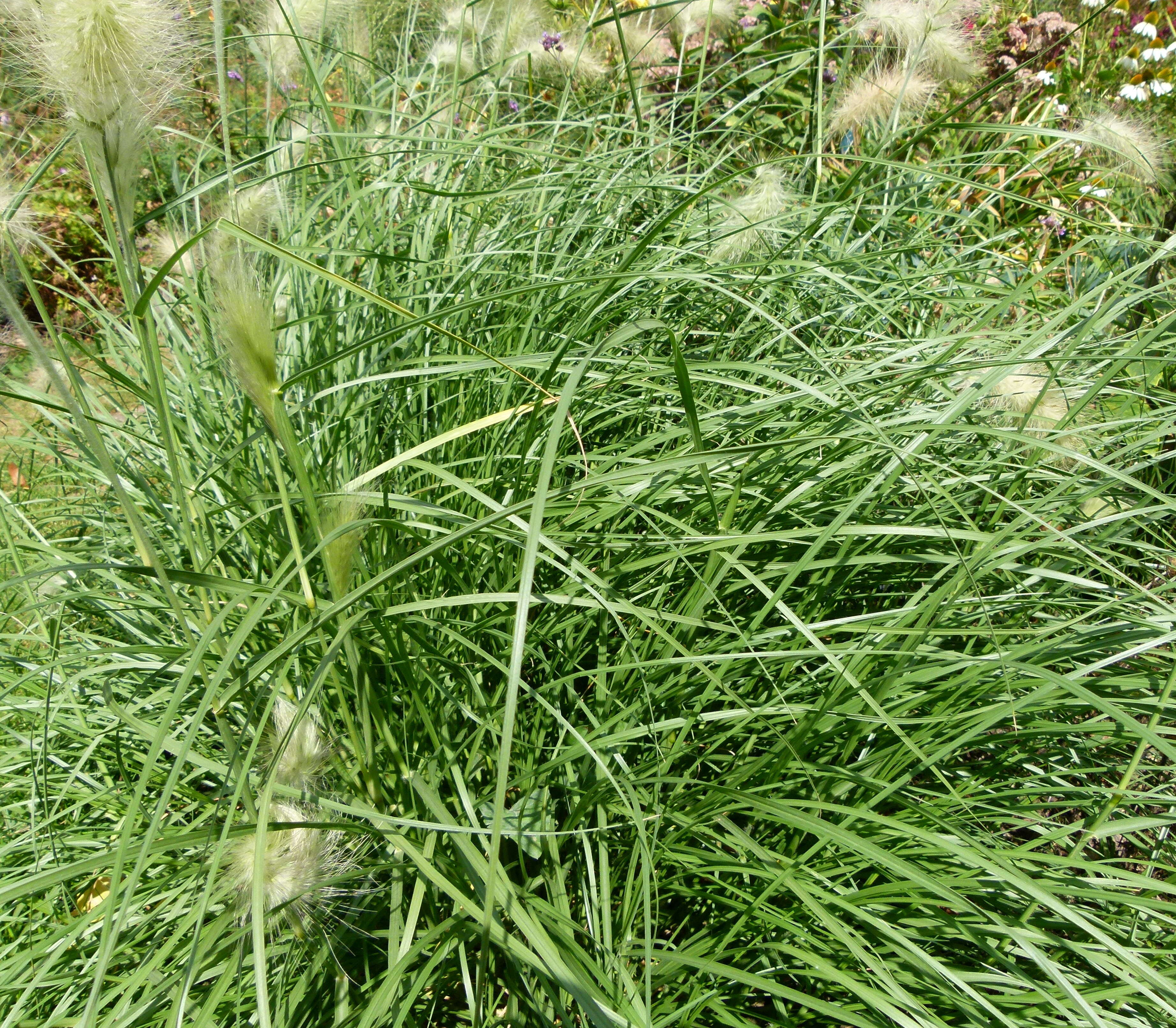 Imagem de Pennisetum alopecuroides