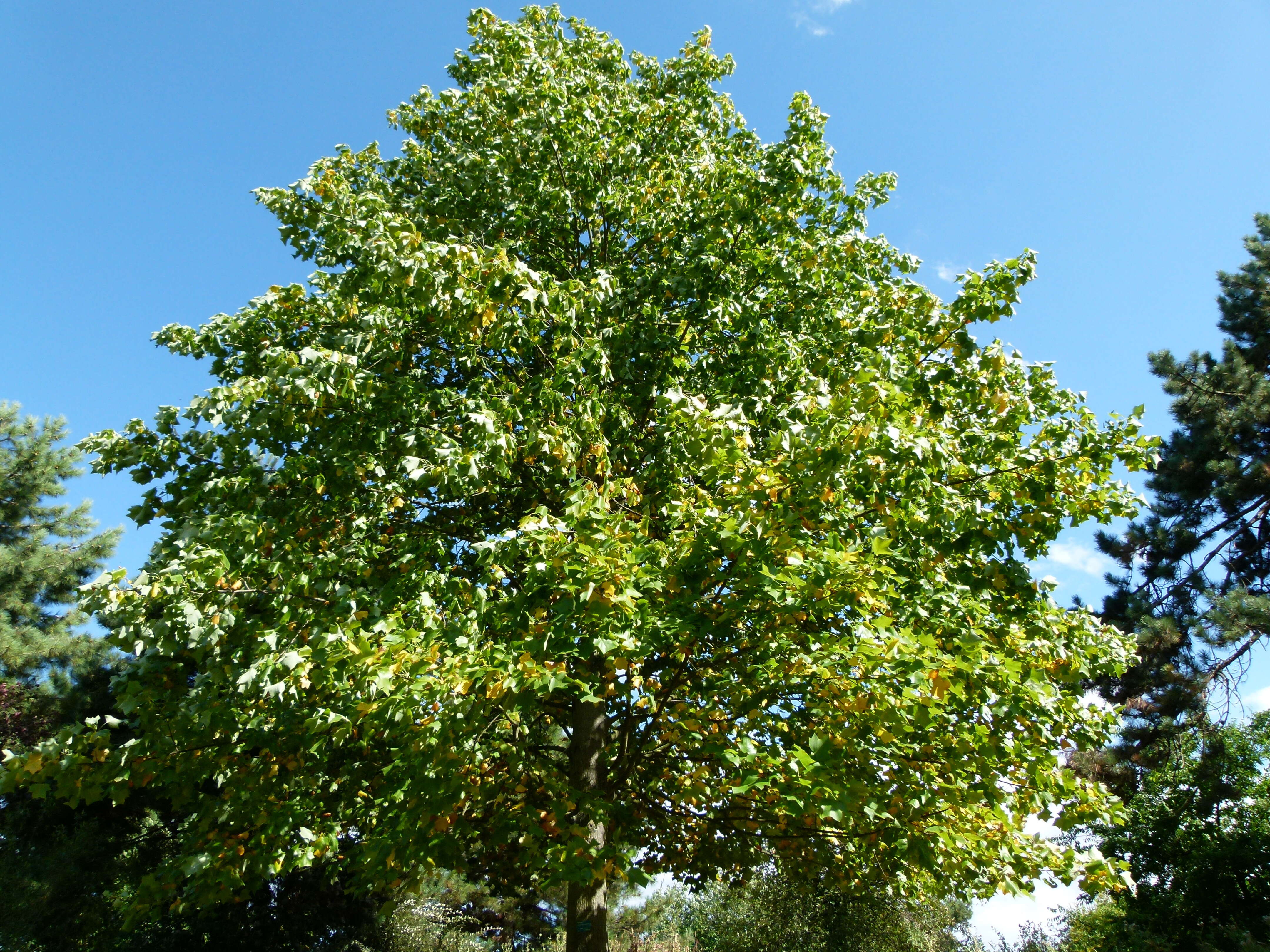 Image of Tulip tree