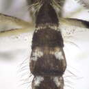 Image of Aedes geniculatus (Olivier 1791)